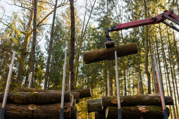 Crane in forest loading logs in the truck. Timber harvesting and transportation in forest.