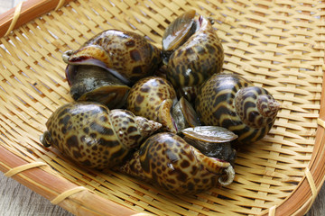 baigai sea snail, japanese babylon on bamboo tray