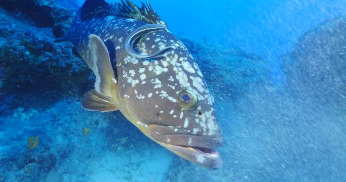 big grouper swim close with a big remora pilot fish swim together underwater goliath dusky grouper ocean scenery