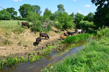 Cows drinking and grazing by the River Mole in Horley, Surrey.