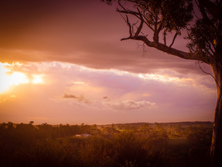 One tree hill view in the evening in Adelaide Hills