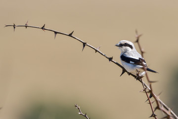Northern Shrike - Lanius excubitor sitting on the branch