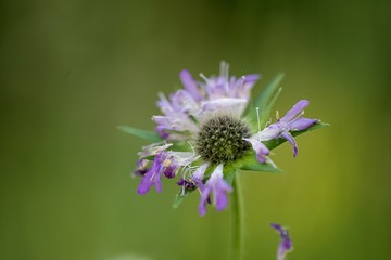 Fleur fanée