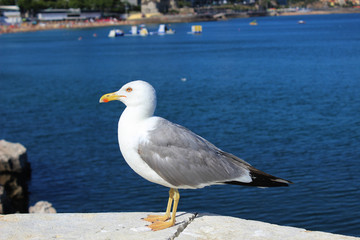 Retrato de una gaviota con el mar de fondo 