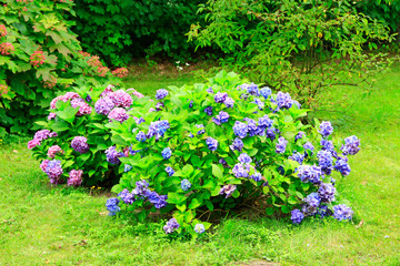 Hydrangea blooming in summer garden. Blossoming bushes of purple hydrangeas