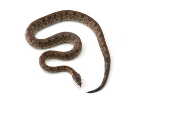 The viper boa isolated on white background