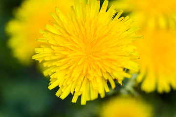 Close-up of two dandelion flowers (scientific name Taraxacum officinale) on a natural background. The concept of medicine and medicinal plants. Selective focus.