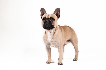 Obraz premium Purebred fawn french bulldog with black mask and white chest stain posing over isolated background. Studio shot of adorable small breed dog. Close up, copy space.