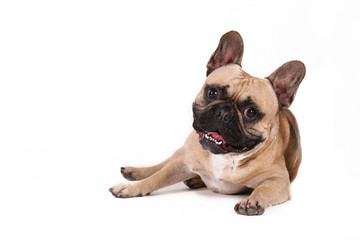 Purebred fawn french bulldog with black mask and white chest stain posing over isolated background. Studio shot of adorable small breed dog. Close up, copy space.