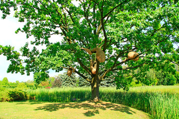 Fototapeta na wymiar Sprawling oak tree with hornet's nest near lake with cane