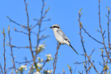 Northern Shrike - Lanius excubitor sitting on the branch