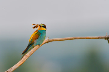 Bee Eater - Meropidae (Merops apiaster)