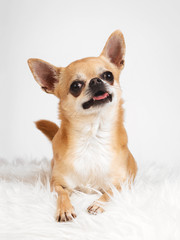 Pies chihuahua na białym tle w studio z językiem na wierzchu leży na futerku 