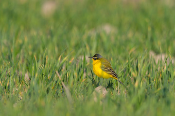 Bird - Yellow Wagtail (Motacilla flava) male, spring time