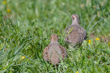 Grey Partridge. Perdix perdix partridge in a beautiful light