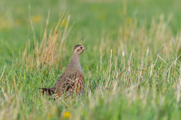 Grey Partridge. Perdix perdix partridge in a beautiful light