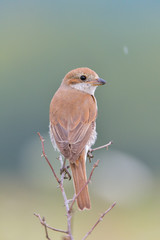 red-backed shrike (Lanius Collurio) in natural habitat