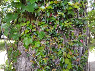 公園の蔓植物