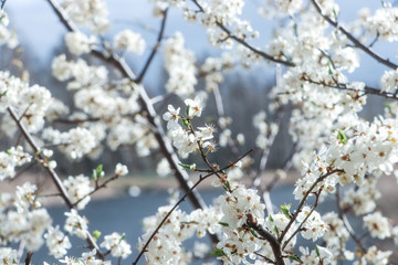 Fototapeta premium blooming cherry tree