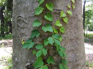 公園の蔓植物