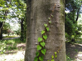 公園の蔓植物