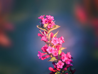 Fototapeta na wymiar Photos of beautiful pink flowers in the summer