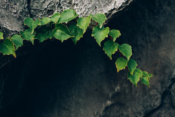 Beautiful ivy branch on deep stone background. A good picture on the themes of nature, ecology,...