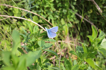 Close-up of a blue butterfly on a flower