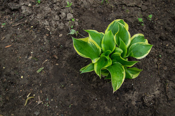 Green and white garden hosta shot from above in horizontal orientation.