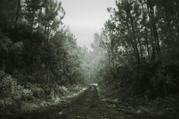 Dirt Road Amidst Trees In Forest