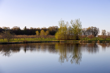 Fototapeta na wymiar Landscape with rows of apple trees reflected in small lake along the route du Mitan between Ste-Famille and St-Jean seen during a spring morning, Island of Orleans, Quebec, Canada