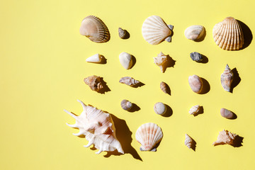 Seashells, starfish and sea rock collection on yellow background
