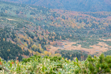 The forest and mountain of Japan between the epidemic COVID-19