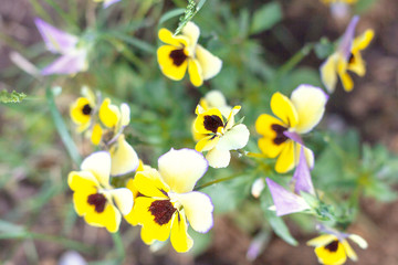 Fototapeta premium The garden pansy is a type of large-flowered hybrid plant cultivated as a garden flower. Pansy flower, the symbol of faithfulness while its floral intelligence assume the thinking of fans
