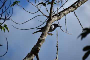 The Butcher Bird 