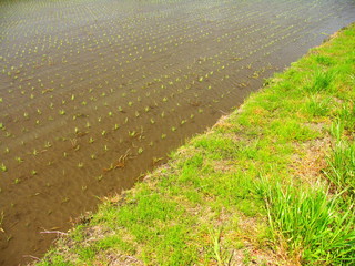 若草生える畦と植田風景