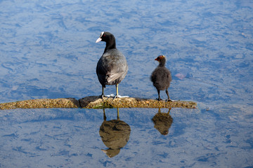 Eurasian coot (Fulica atra) and its cute chick resting and reflecting in the blue water of a lake in the morning light.