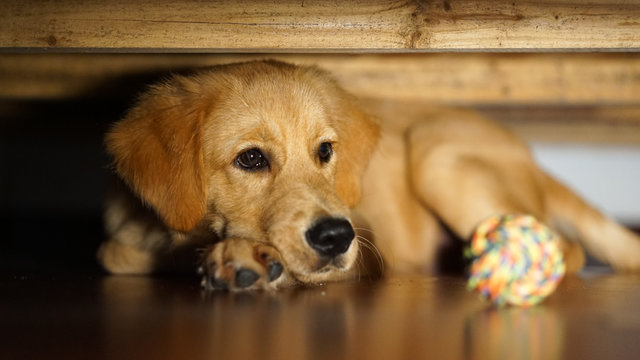 A cute puppy of a golden retriever laying on the floor under the bed and sofa, selective focus, blurred background, film grain