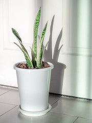Green leaf, air purifying plants in white pot in the room.