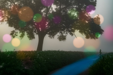 Abstract natural background, trees in the early morning with beautiful fantastic bokeh