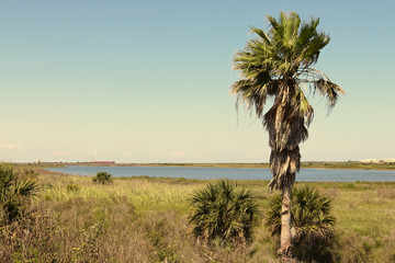 Nature landscape on Galveston Island, Texas, USA. A palm tree, the blue water of the lagoon and...