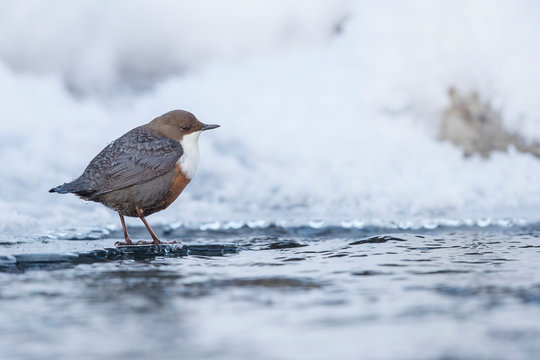 Wasseramsel