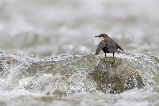 Wasseramsel