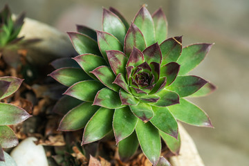 Fototapeta premium Sempervivum flower Flowering sempervivum in macro shot