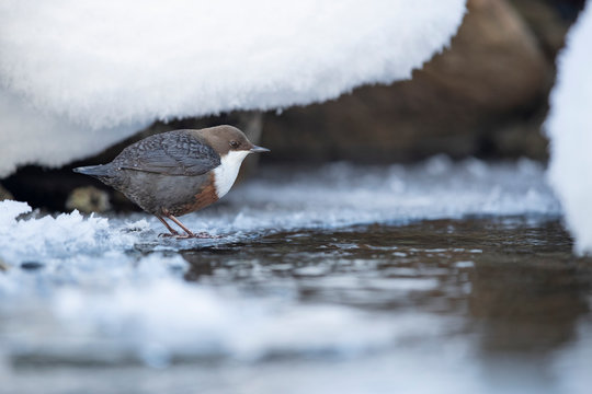 Wasseramsel