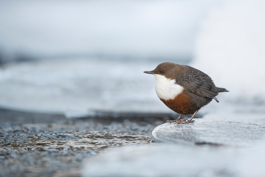 Wasseramsel