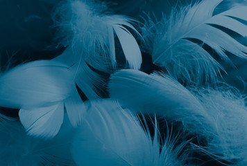 Fototapeta na wymiar Beautiful abstract colorful white and blue feathers on black background and soft white feather texture on blue pattern and blue background, feather background, blue banners