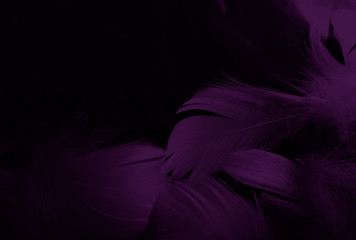 Beautiful abstract white and purple feathers on black background and soft white feather texture on...