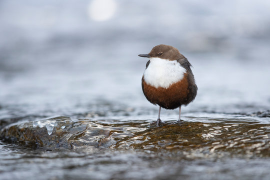 Wasseramsel
