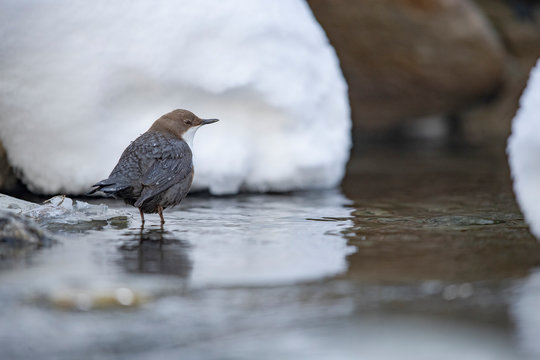 Wasseramsel